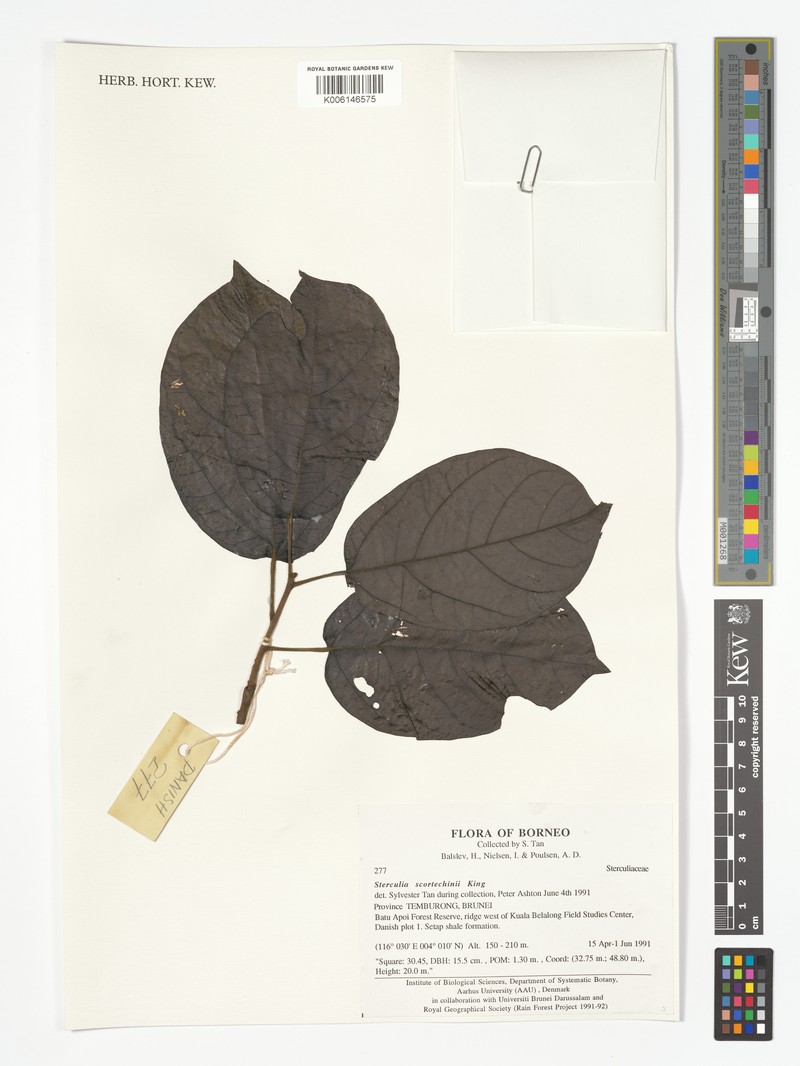 Sterculia scortechinii