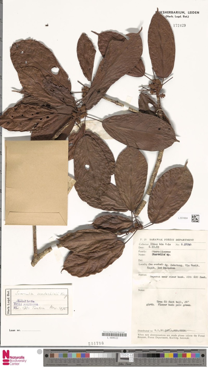 Sterculia scortechinii photo 2