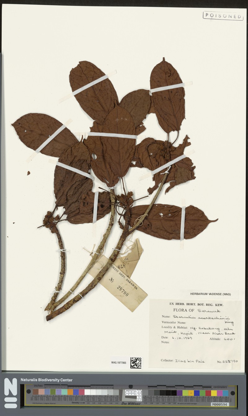Sterculia scortechinii photo 3