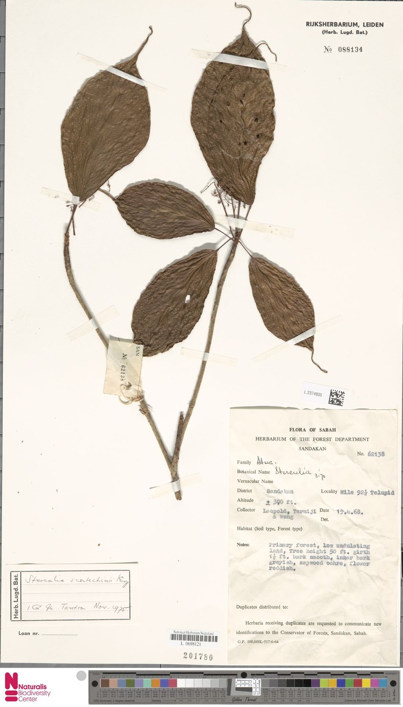 Sterculia scortechinii photo 4