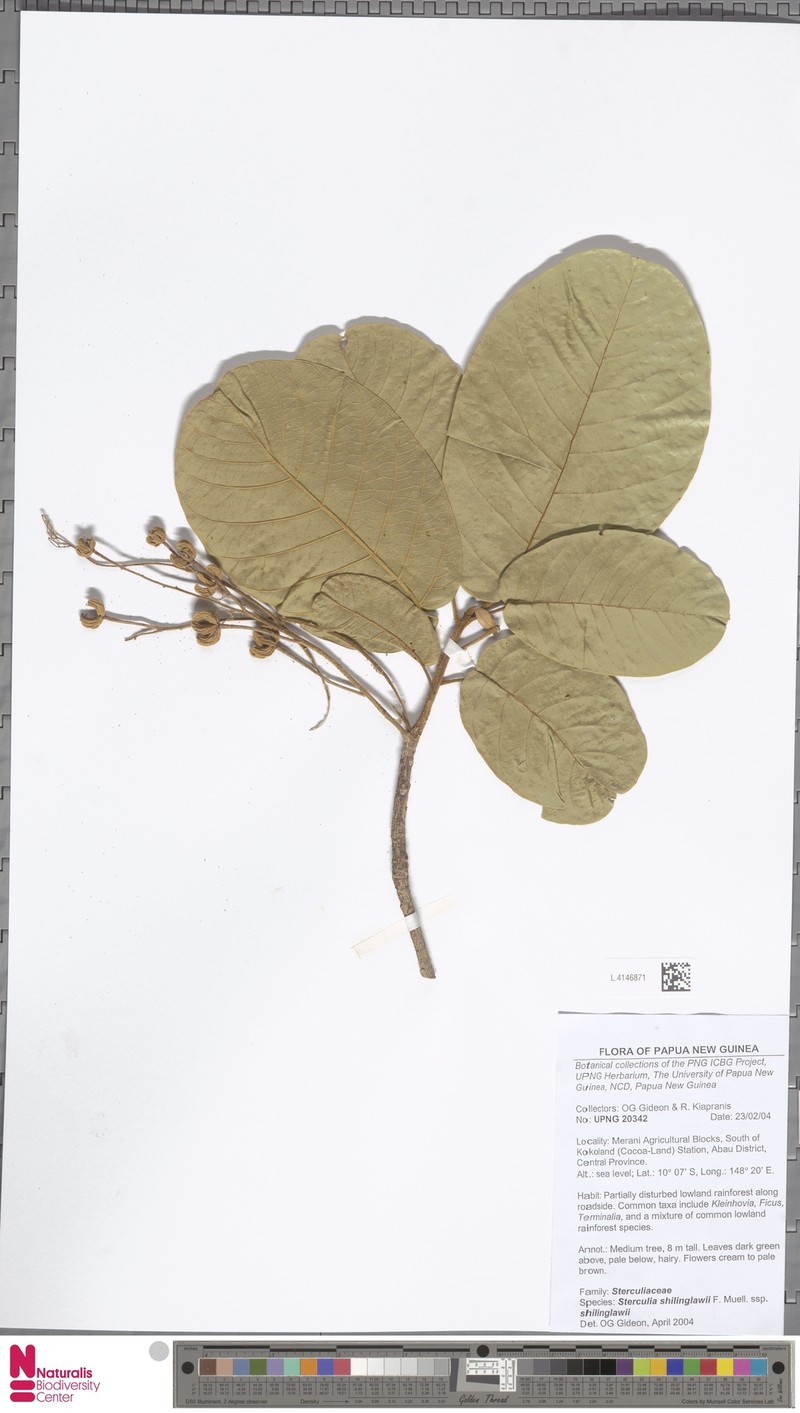 Sterculia shillinglawii subsp. shillinglawii