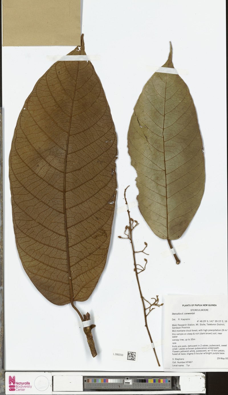 Sterculia shillinglawii subsp. shillinglawii photo 2