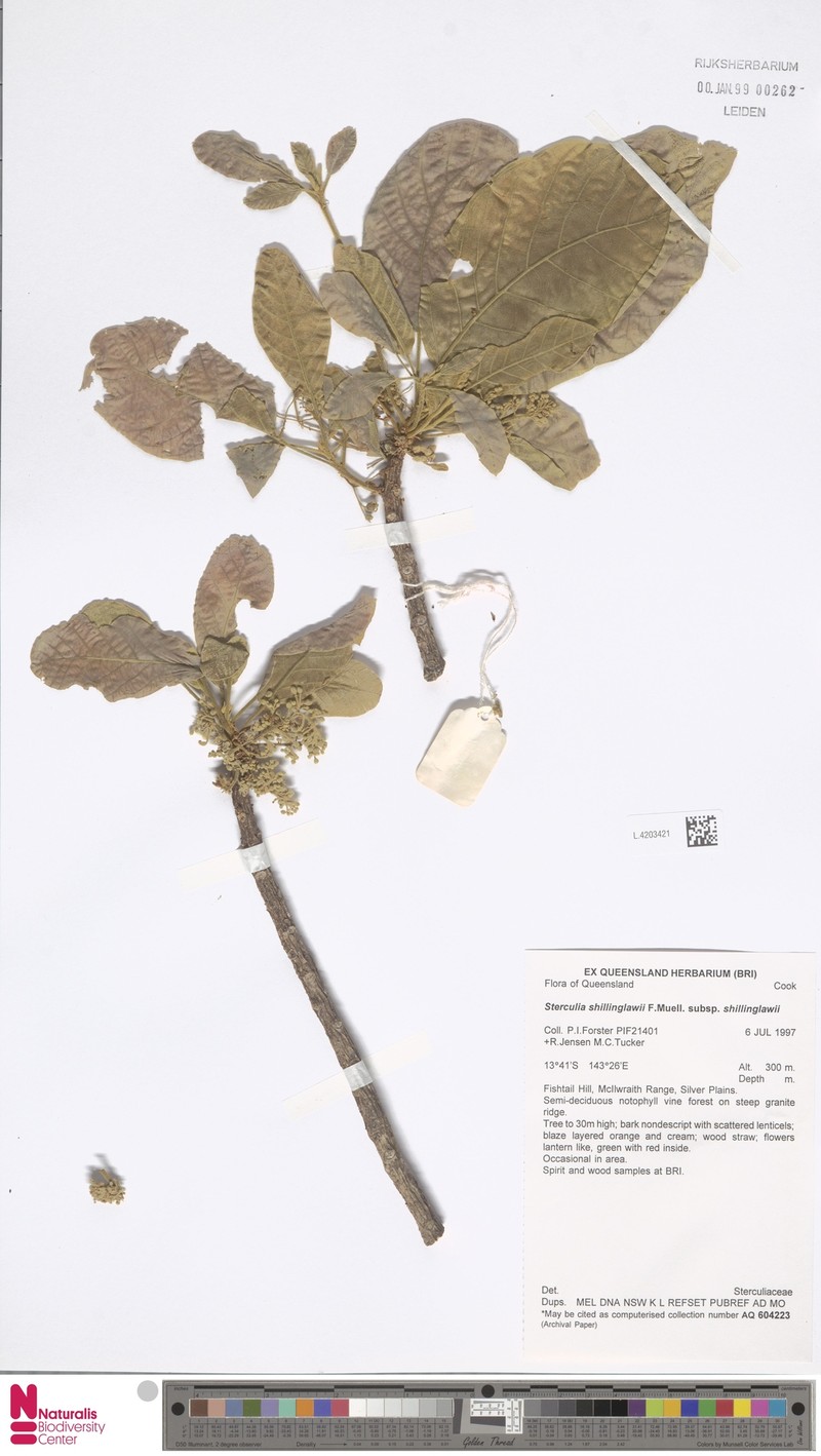 Sterculia shillinglawii subsp. shillinglawii photo 3