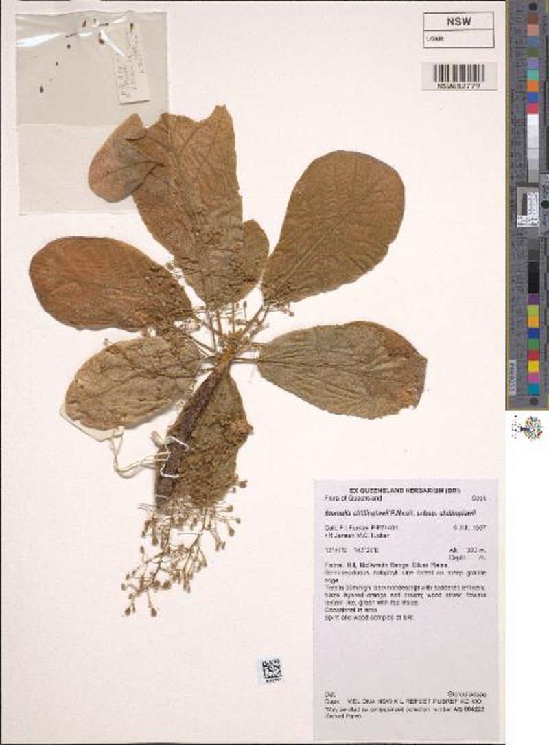 Sterculia shillinglawii subsp. shillinglawii photo 4