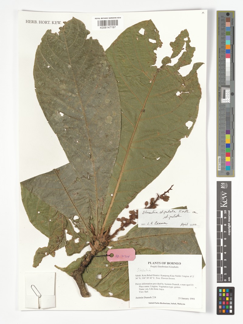 Sterculia stipulata var. stipulata