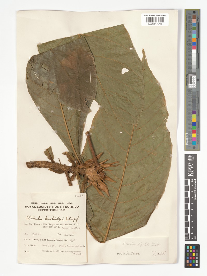 Sterculia stipulata var. stipulata photo 2