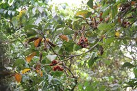 Sterculia