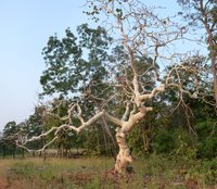 Sterculia