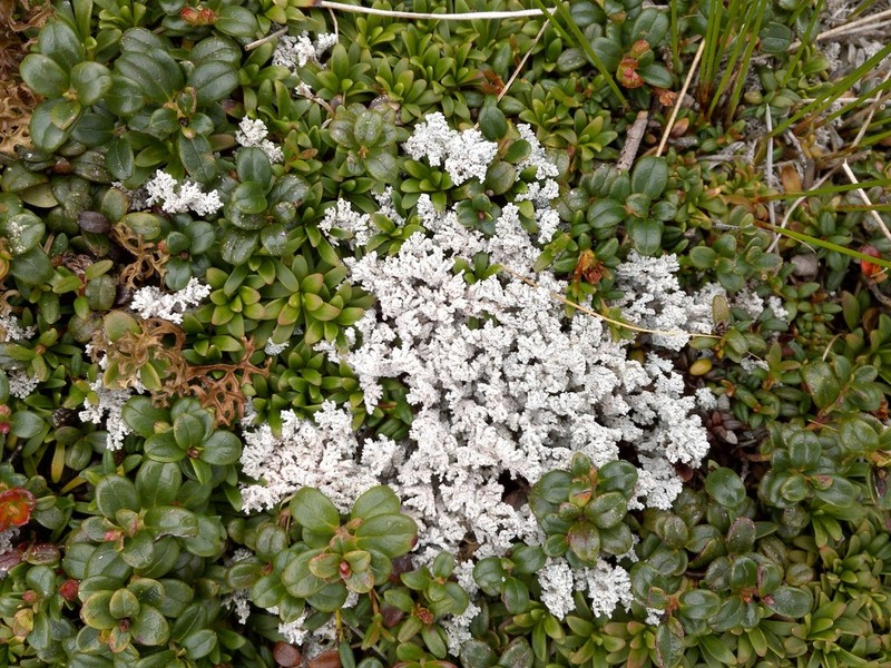 Alpine Snow Lichen photo 2