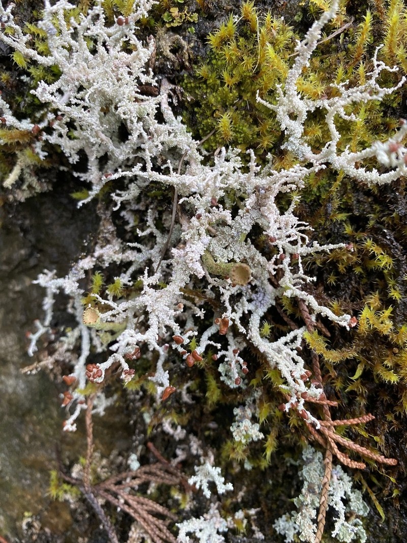 Alpine Snow Lichen photo 3