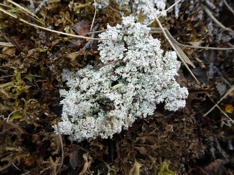 Alpine Snow Lichen photo 4
