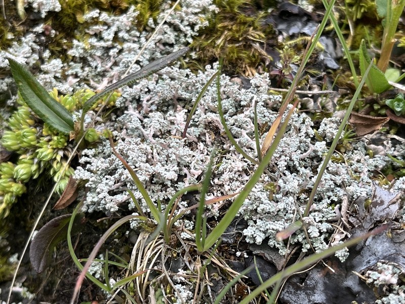 Alpine Snow Lichen photo 5