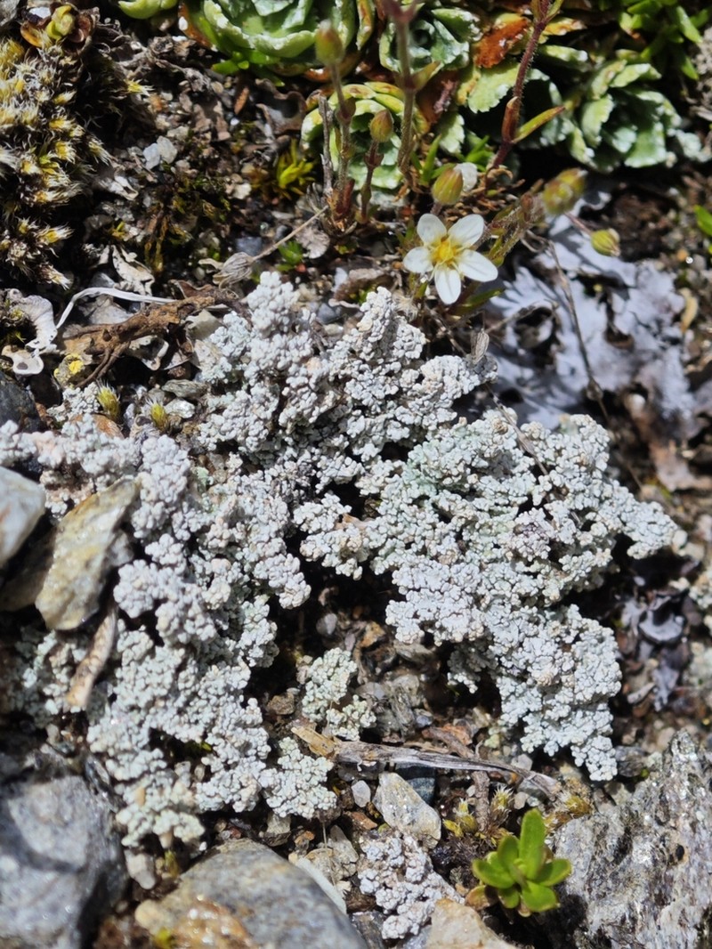 Alpine Snow Lichen photo 6