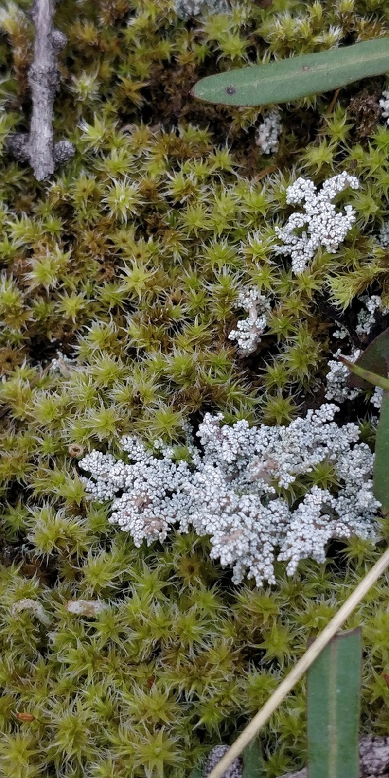 Alpine Snow Lichen photo 7