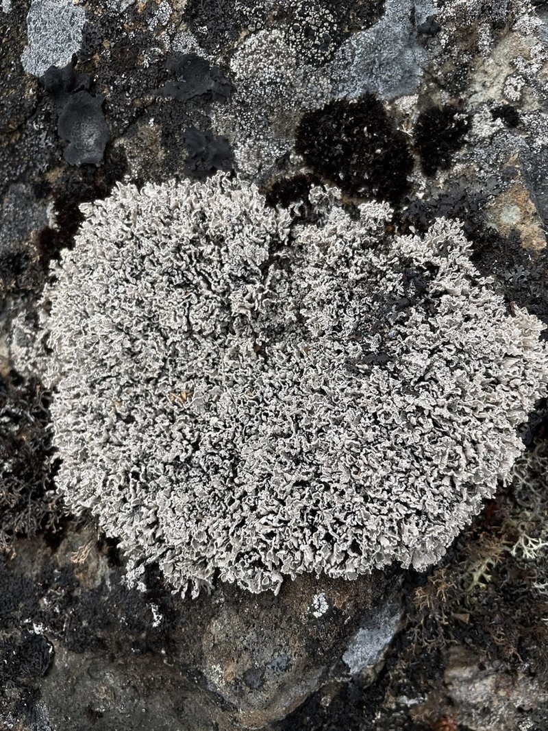 Snow Lichen photo 3