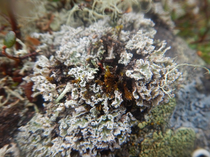Snow Lichen photo 4