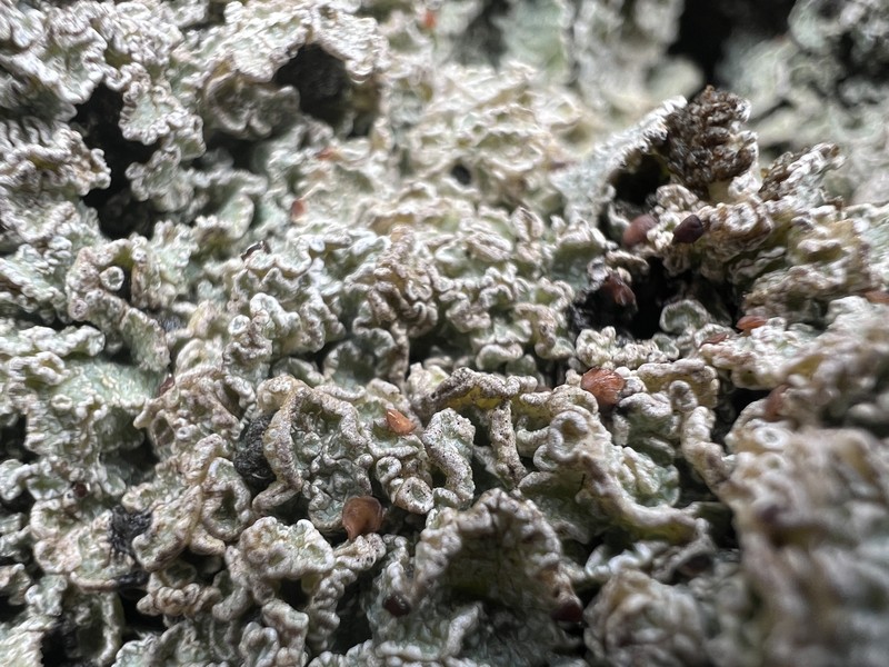 Snow Lichen photo 6
