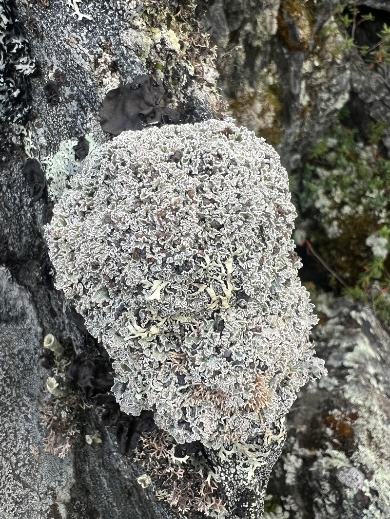 Snow Lichen photo 7