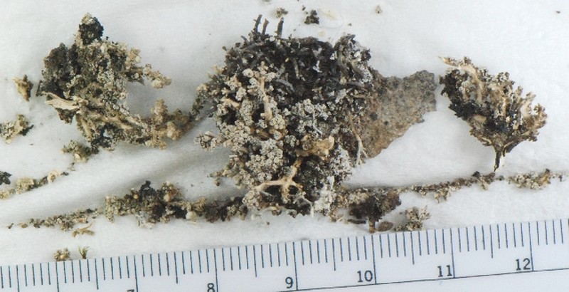 Arenaria Snow Lichen photo 2