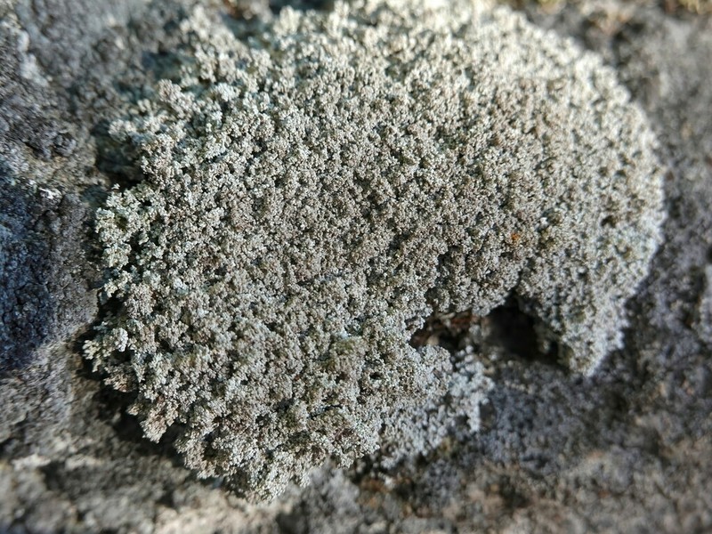 Snow Lichen photo 3