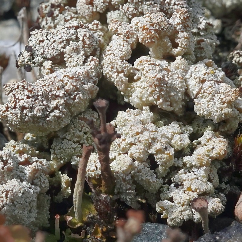 Snow Lichen photo 4