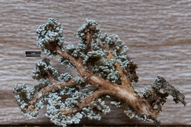 Snow Lichen photo 6