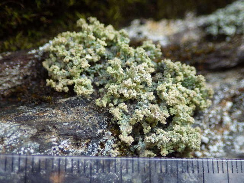 Stereocaulon capitellatum