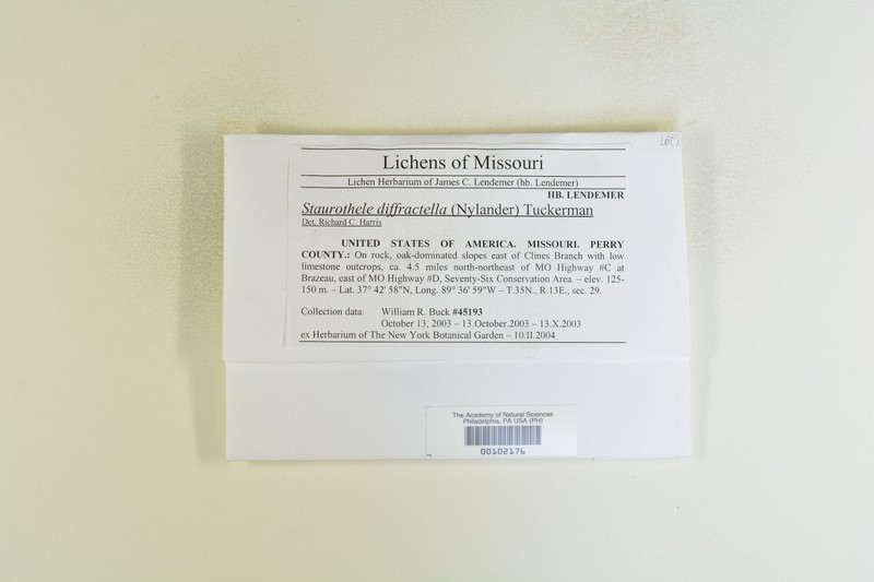 Stereocaulon capitellatum photo 4