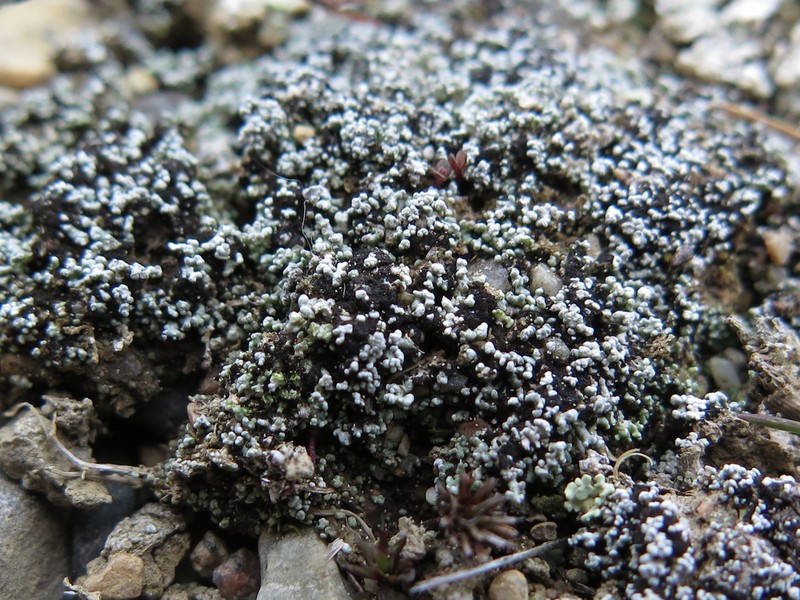 Condensed Snow Lichen