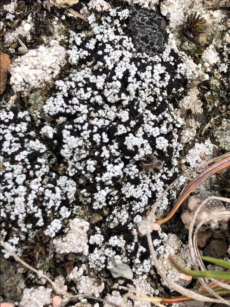 Condensed Snow Lichen photo 2