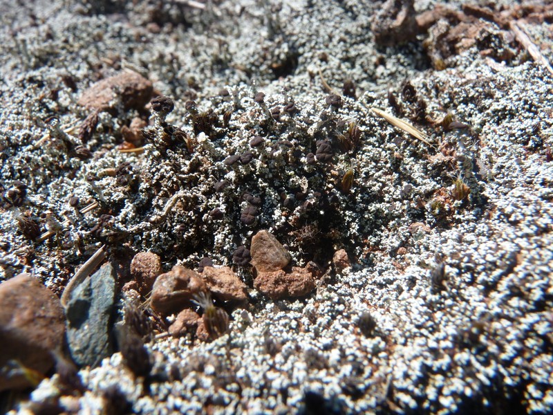 Condensed Snow Lichen photo 3