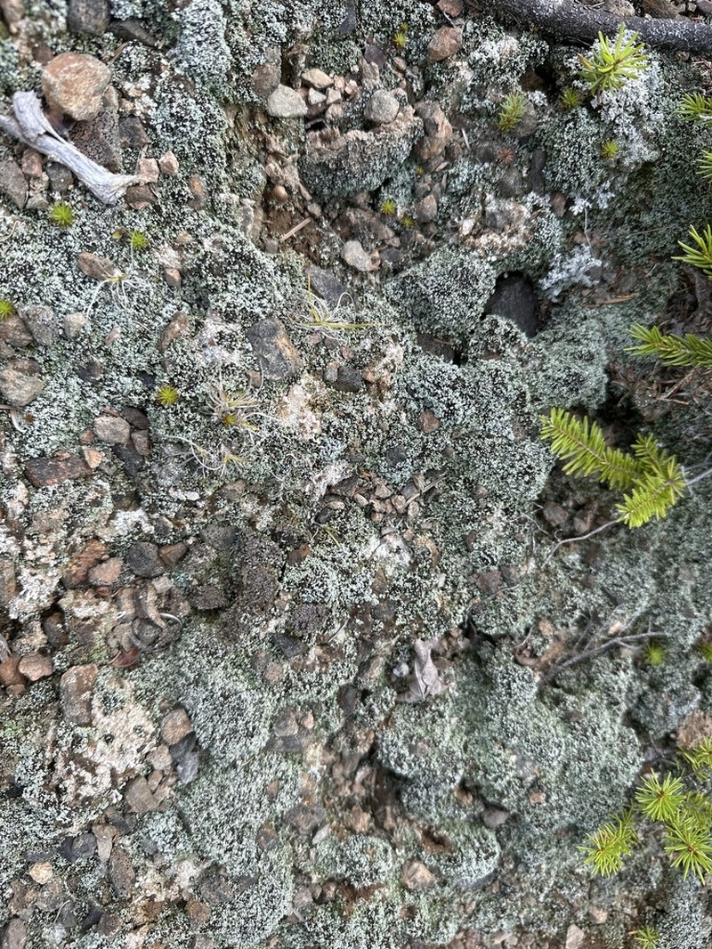 Condensed Snow Lichen photo 5