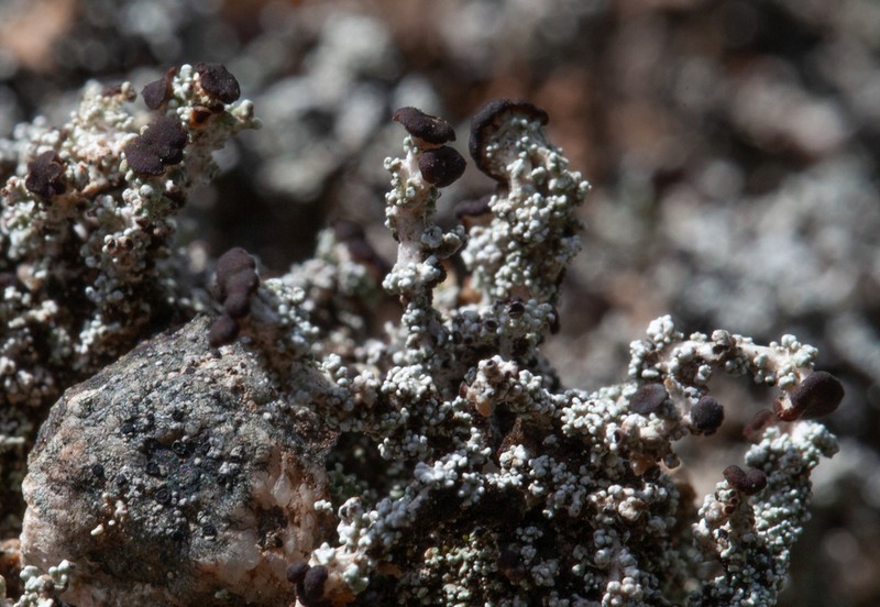 Condensed Snow Lichen photo 6
