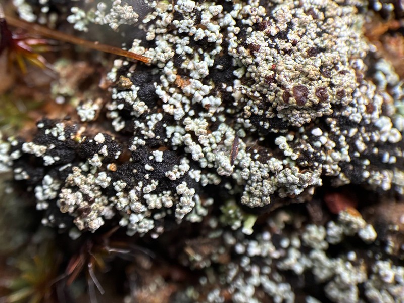 Condensed Snow Lichen photo 7