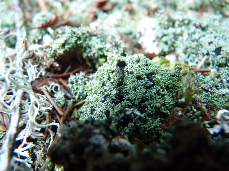 Condensed Snow Lichen photo 8