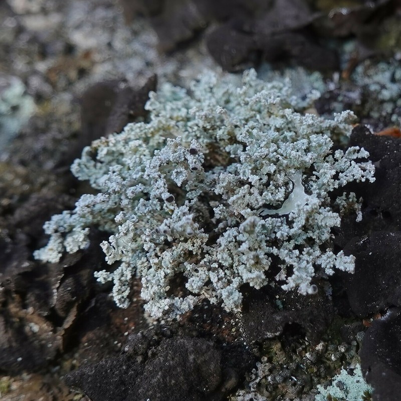 Snow Lichen