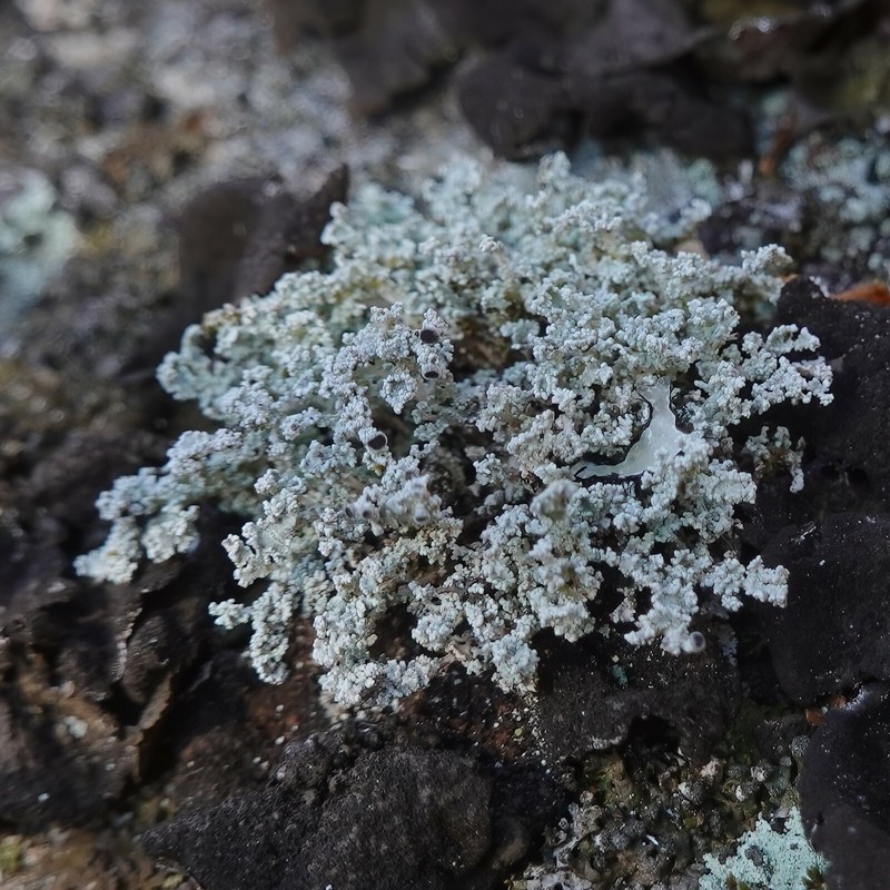Snow Lichen photo 2