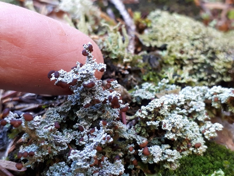 Snow Lichen photo 2