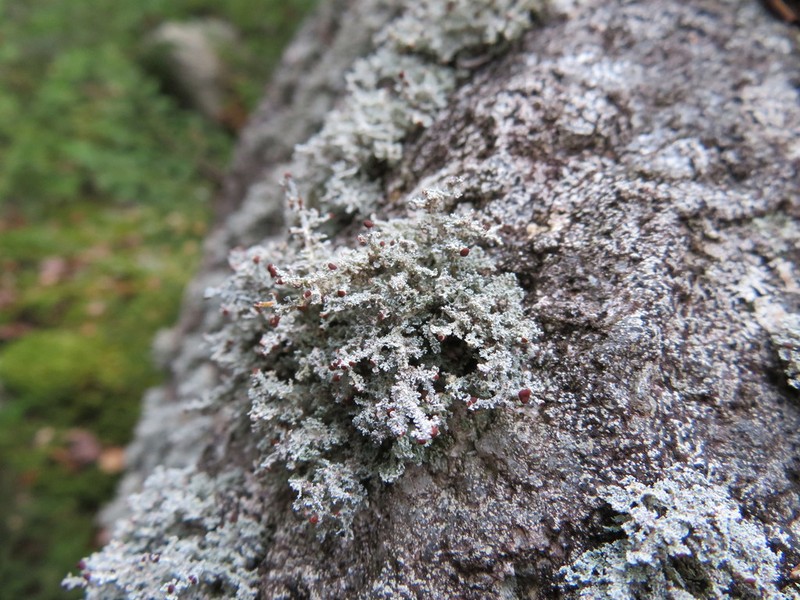 Snow Lichen photo 3