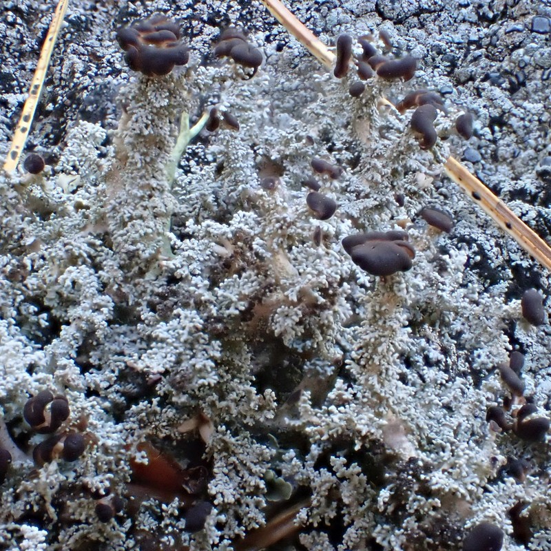 Snow Lichen photo 5