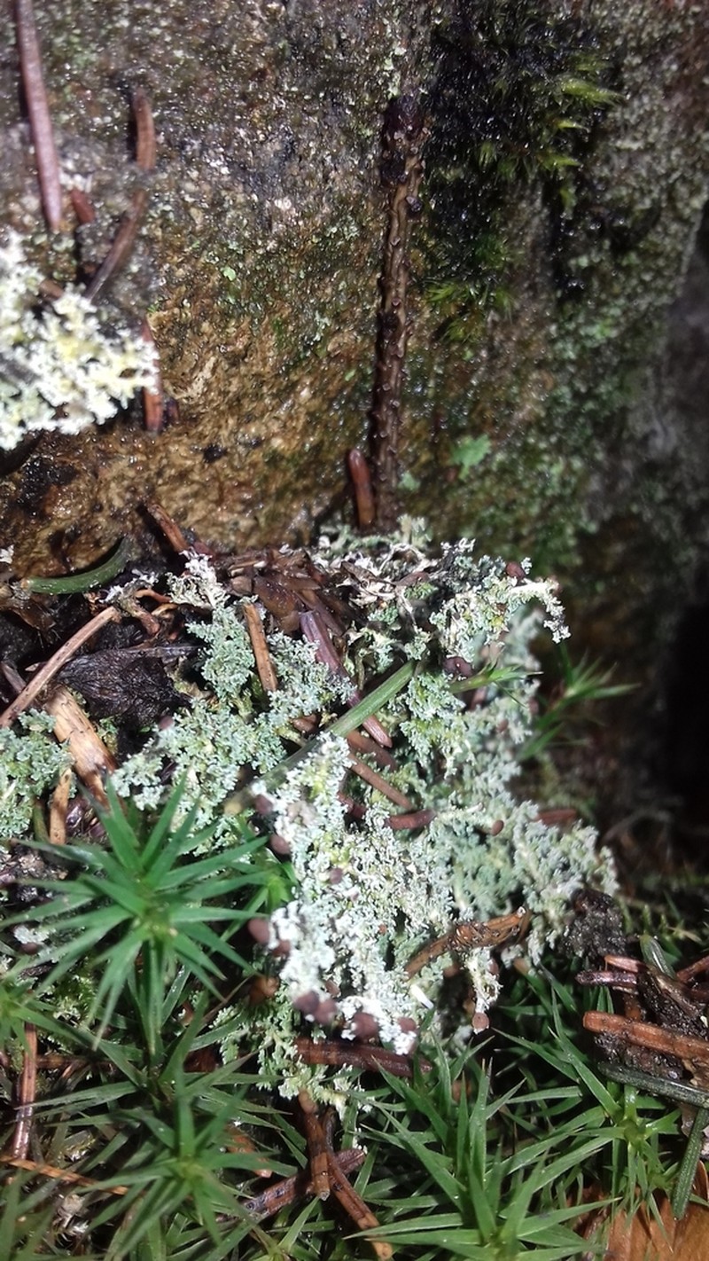 Snow Lichen photo 6