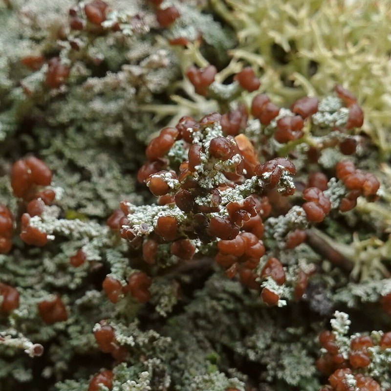 Snow Lichen photo 7