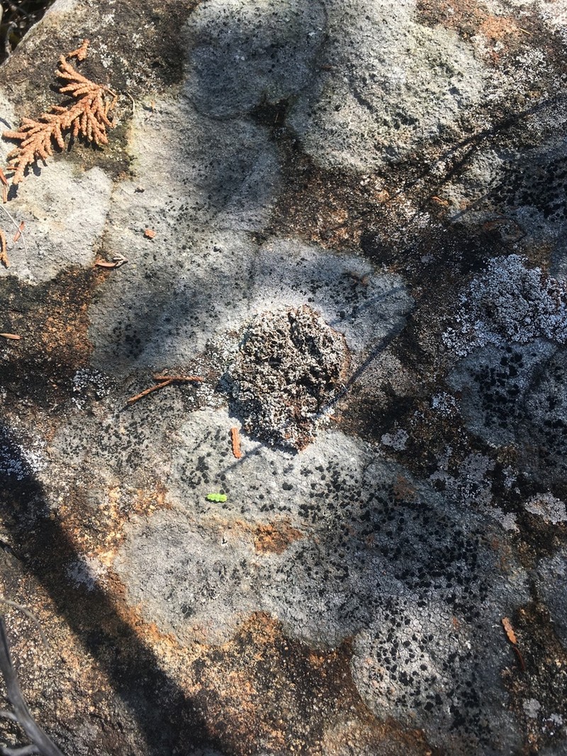 Snow Lichen