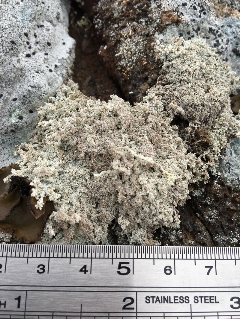 Snow Lichen photo 2