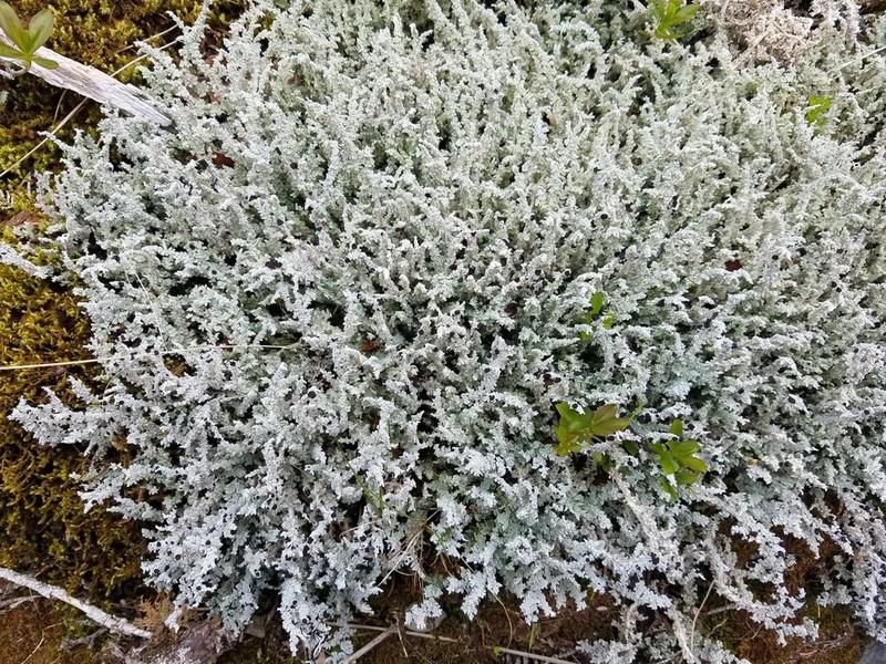 Grand Snow Lichen