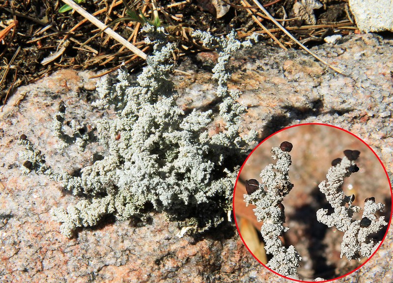 Grand Snow Lichen photo 2
