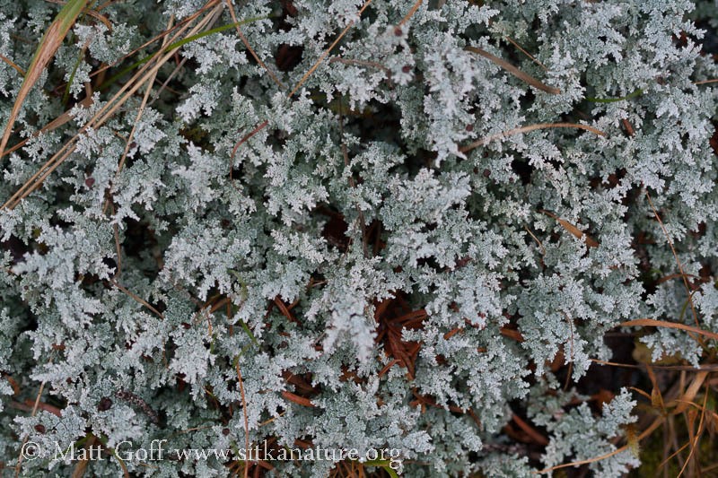 Grand Snow Lichen photo 3
