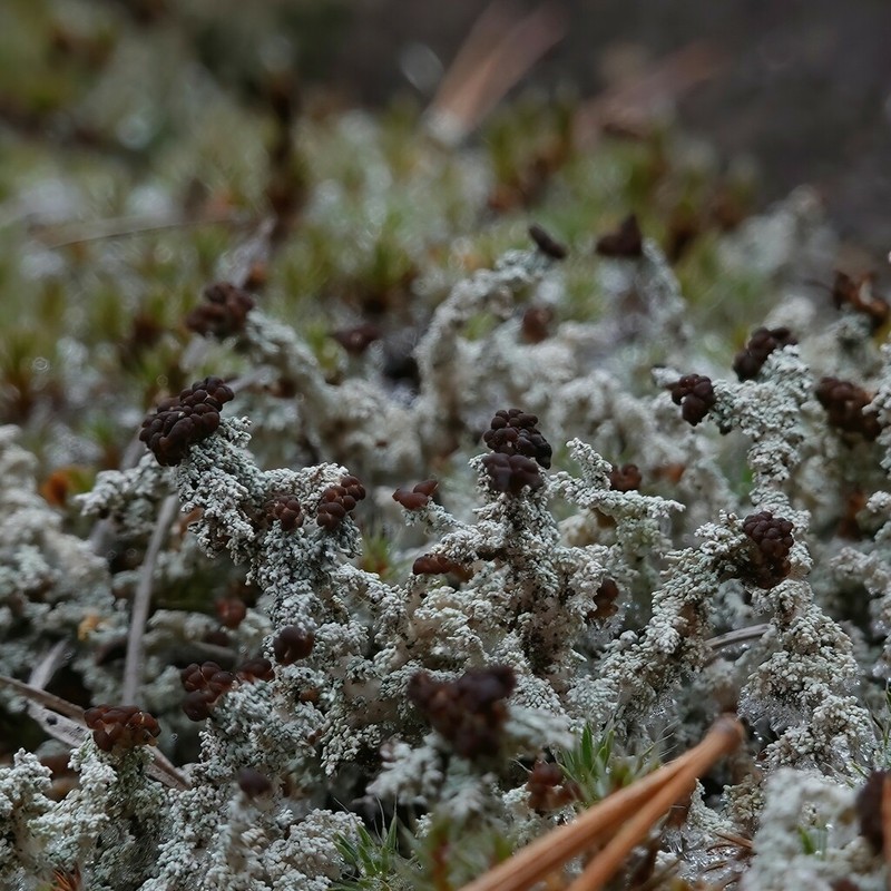 Grand Snow Lichen photo 4