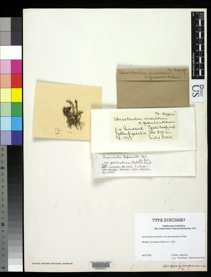 Greenland Snow Lichen