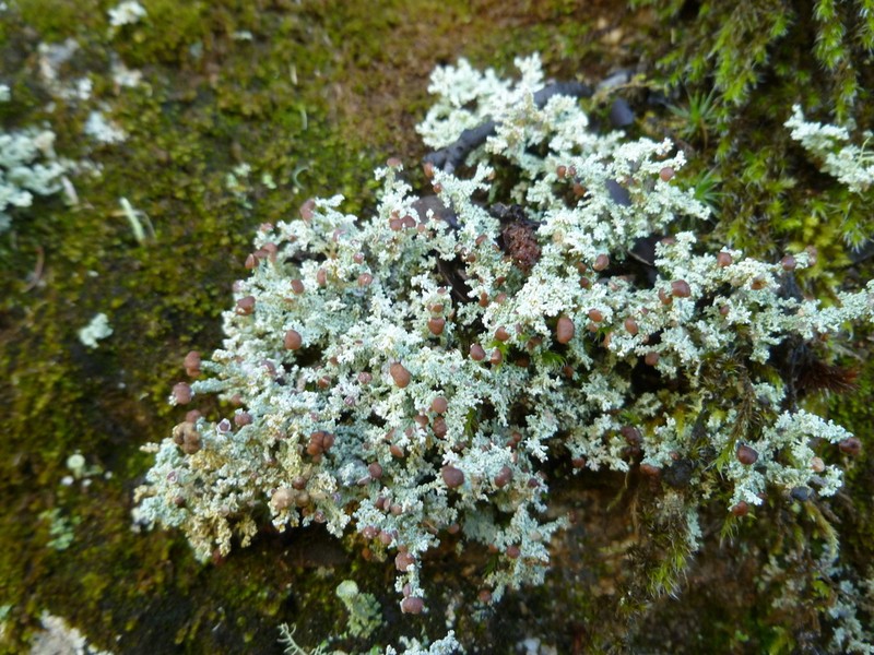 Intermediate Snow Lichen